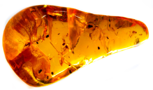 Baltic Amber with Insects inside